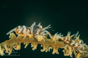 Zanzibar whip coral shrimps-Lembeh. by Richard Goluch 